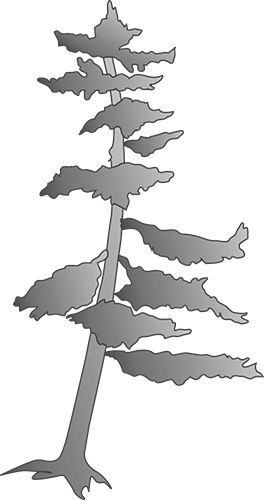 White Pine Winery Logo