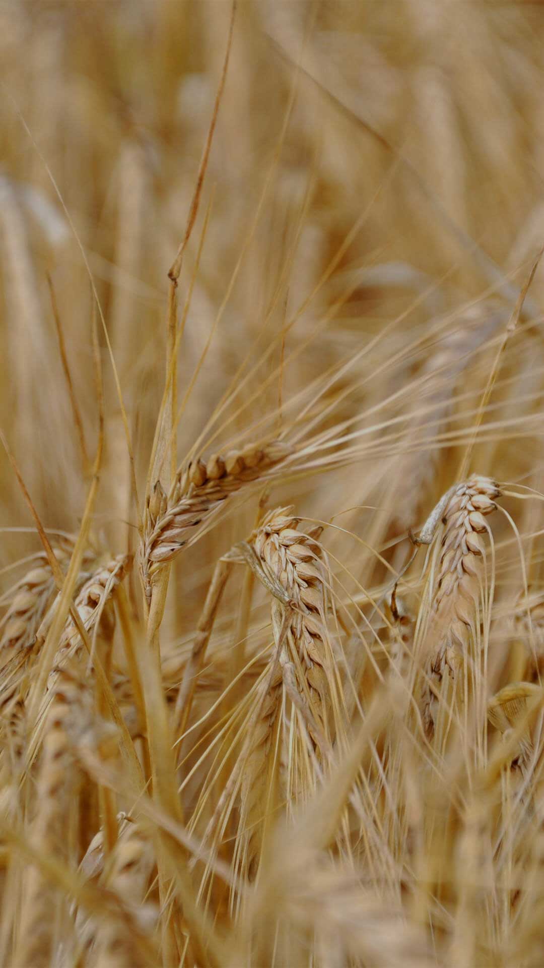 Stalks of grain.